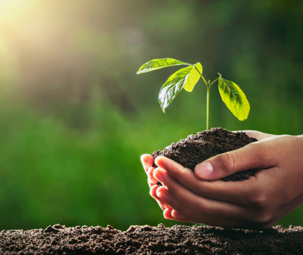 Two hands cradling a young green seedling in warm golden light, a metaphor for self-love as the foundation for growth.